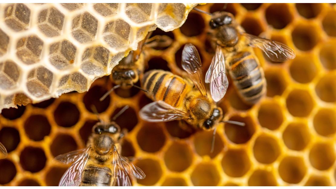 HonAI: AI-podprta prediktivna stabilizacija in optimizacija predelave medu